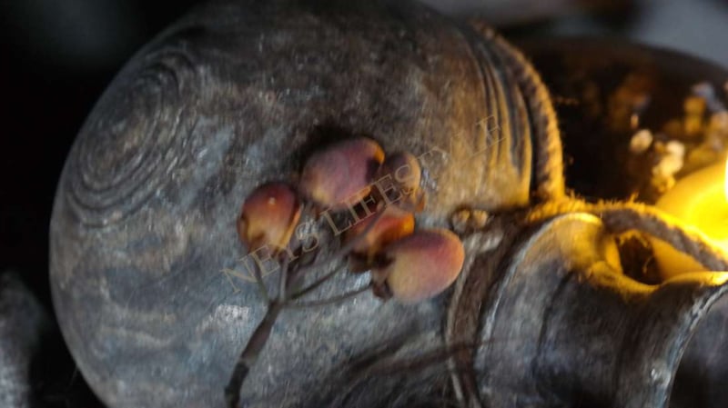 SAM_2548-neyslifestyle