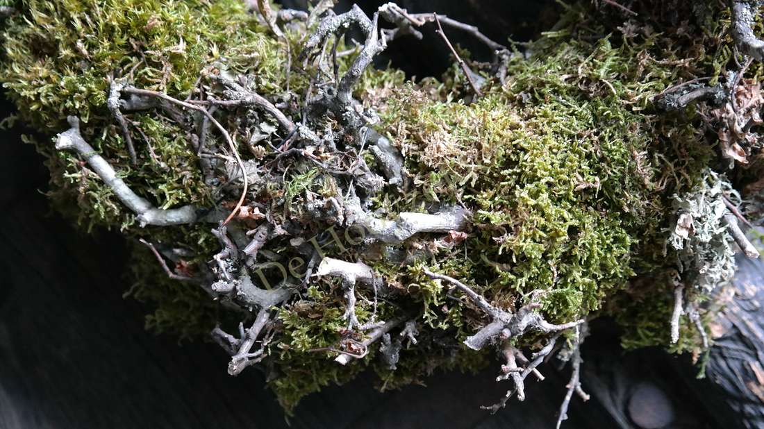 Krans mos-takken, 30 cm, De Hooyzolder, natuurlijke groene decoratie van mos en takken