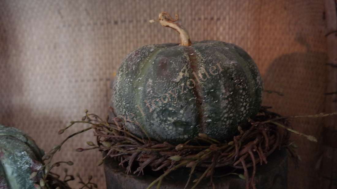 Kalebas namaak groen M op nest van takken, De Hooyzolder seizoensdecoratie