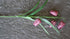 SAM_0342-neyslifestyle