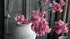 SAM_9888