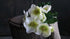 SAM_7684-neyslifestyle