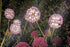 SOLAR BLOEM PAARS 1 ST-neyslifestyle