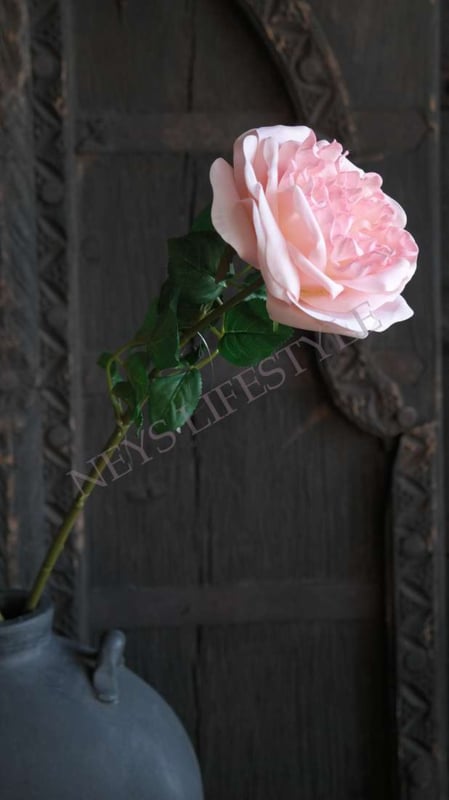 SAM_0046-neyslifestyle