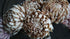 SAM_1442-neyslifestyle