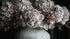 SAM_4611-neyslifestyle