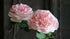 SAM_0045-neyslifestyle