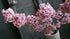 SAM_9915