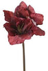 amaryllis paars