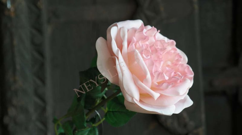 SAM_0047-neyslifestyle