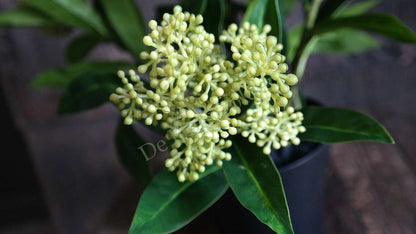 Skimmia kunstplant groen S van De Hooyzolder met donkergroene bladeren en lichtgroene bloemknoppen