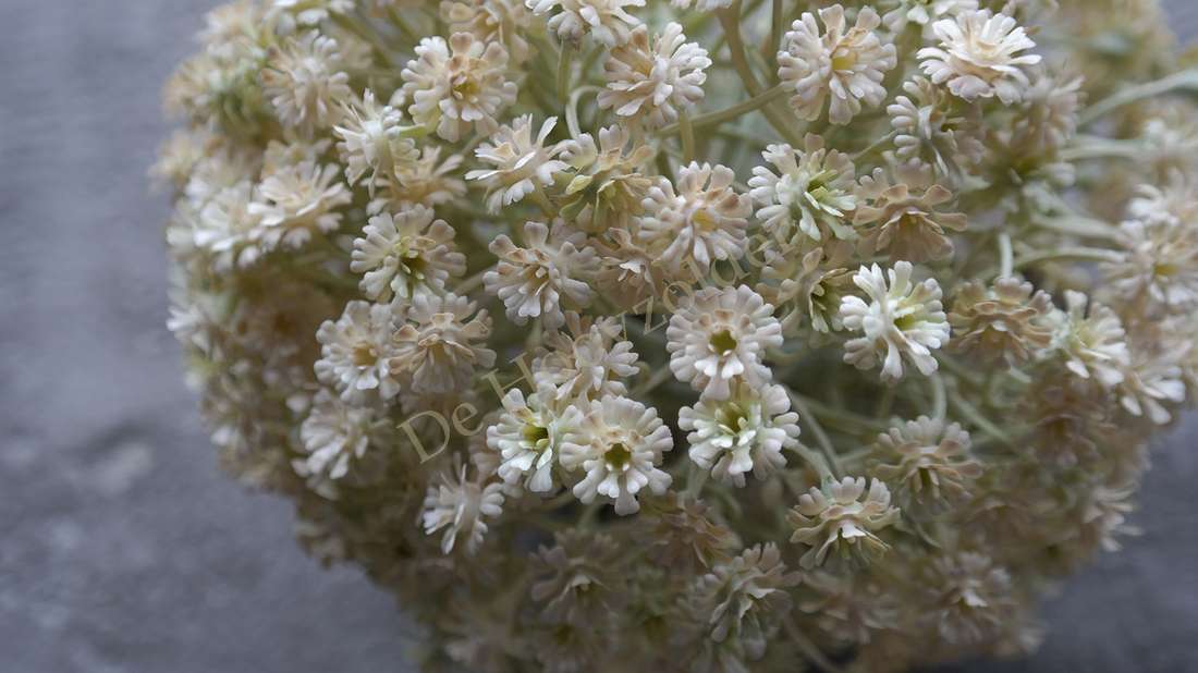 Allium bloem créme XL kunstplant, cremekleurige ronde bloembol van De Hooyzolder