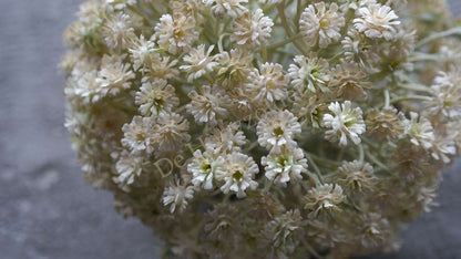 Allium bloem créme XL kunstplant, cremekleurige ronde bloembol van De Hooyzolder