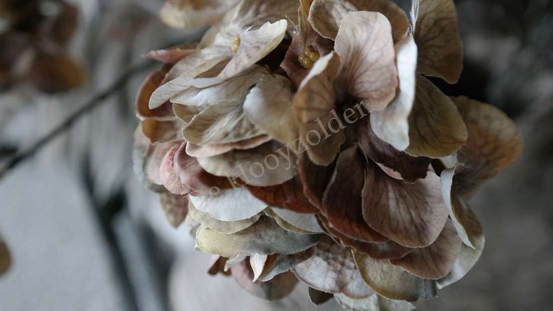 Gedroogde hortensia, 6 zijden bloemen in beige-bruin, merk De Hooyzolder zichtbaar