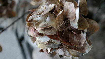 Gedroogde hortensia, 6 zijden bloemen in beige-bruin, merk De Hooyzolder zichtbaar