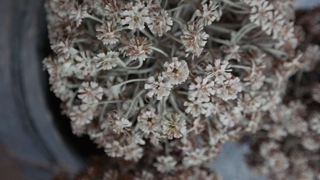 Allium bloem bruin XL, namaak niet-bloeiende kunstplant
