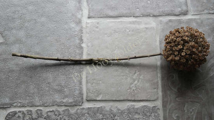 Allium bloem bruin XL, De Hooyzolder, niet-bloeiende kunstplant