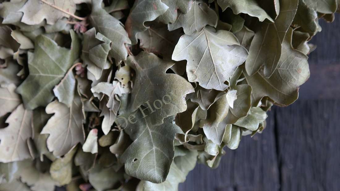 Krans eikenbladeren, dikke grijsgroene bladeren, ca. 40–45 cm, De Hooyzolder