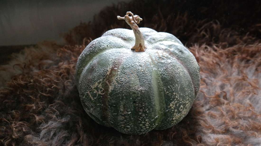 Kalebas namaak groen, maat M, De Hooyzolder, geribbelde kalebas met stengel