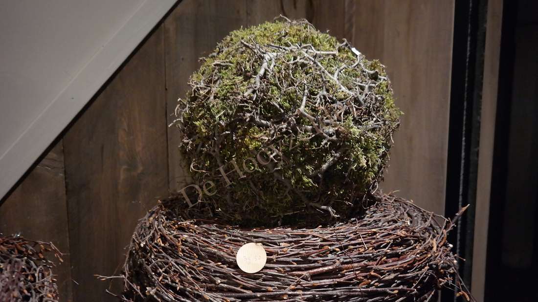 Mosbal-bonsai XL van De Hooyzolder, groene mosbal op takkennest