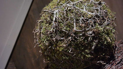 Mosbal-bonsai XL van De Hooyzolder, decoratieve bal met grijze takken en mos