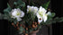 Boeket amaryllis wit, 83 cm, De Hooyzolder, met groen blad en dennenappels