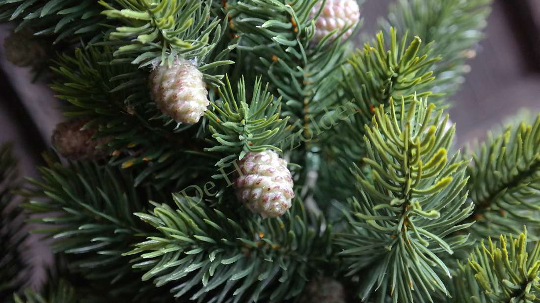 Kunstkerstboom Abies De Hooyzolder met groenblauwe naalden en kleine beige dennenappels
