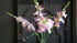 SAM_0035-neyslifestyle