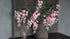 SAM_2036-neyslifestyle