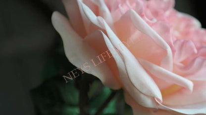SAM_0048-neyslifestyle