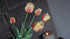 SAM_0816-neyslifestyle