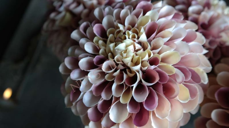 SAM_1419-neyslifestyle