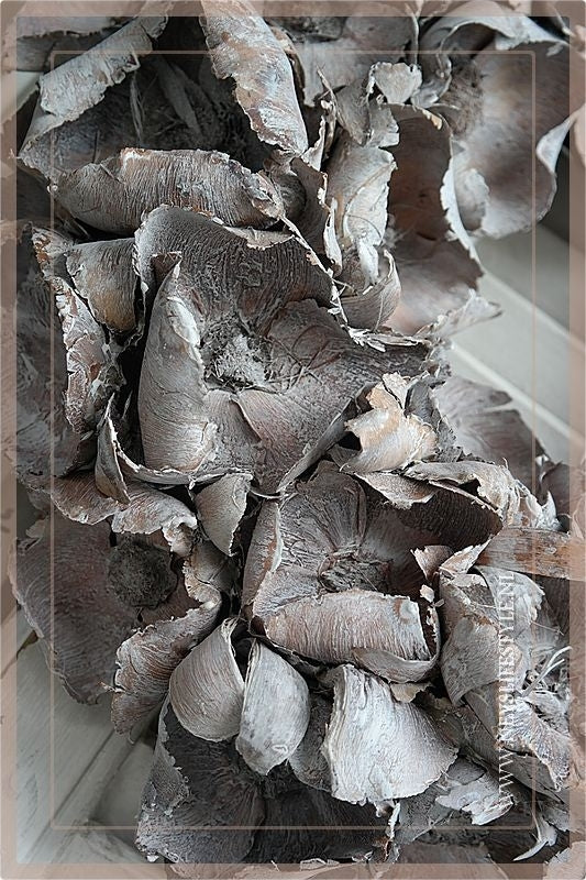 full33842229_a