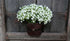 SAM_4532-neyslifestyle