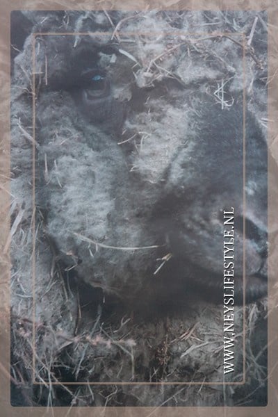 SAM_6556-neyslifestyle