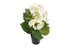830434white7801-723cac5655db018e29808dba726f86c0a38577ff