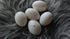 SAM_8696