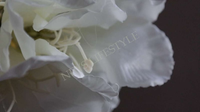 SAM_1884-neyslifestyle